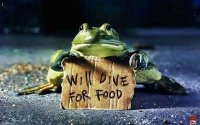 HungryFrog avatar