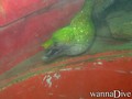 Fotos de busseig