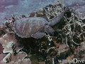 Fotos de busseig
