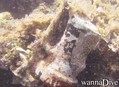 Fotos de busseig
